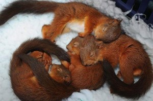 cute-animals-sleeping-pillows-2