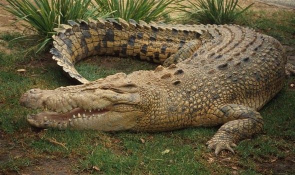 10271_crocodile