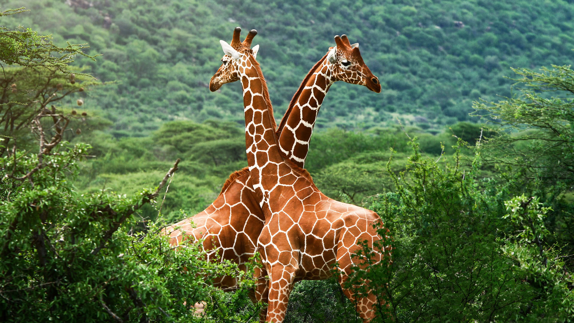 Giraffe-HD-Wallpaper
