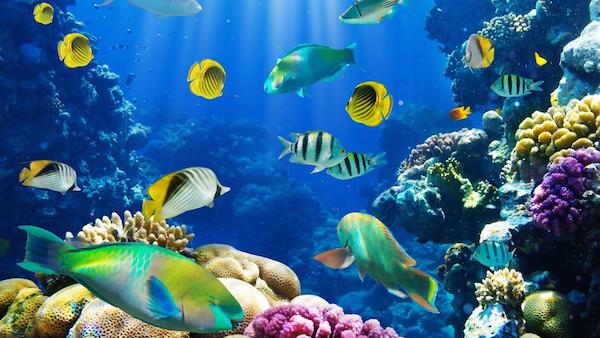 amazing_underwater_sealife