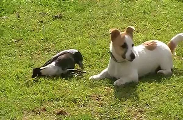 dog-and-magpie