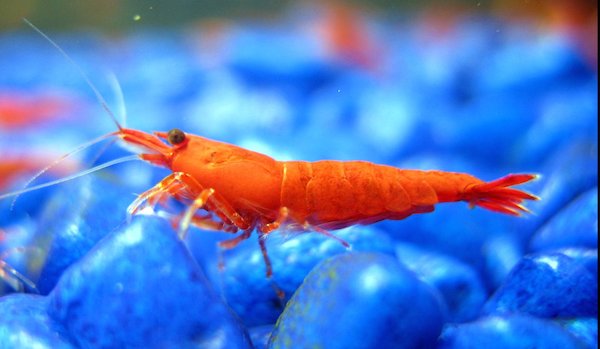 shrimp-tank-com-painted-fire-red-shrimp-young_c