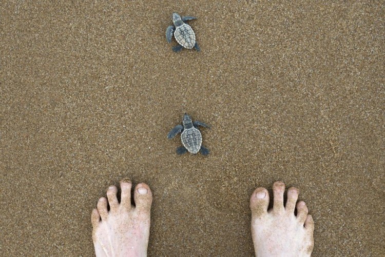 815688_BundabergAustralia-neo-