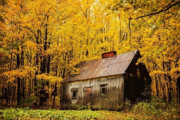 815695_QuebecCanada-neon-